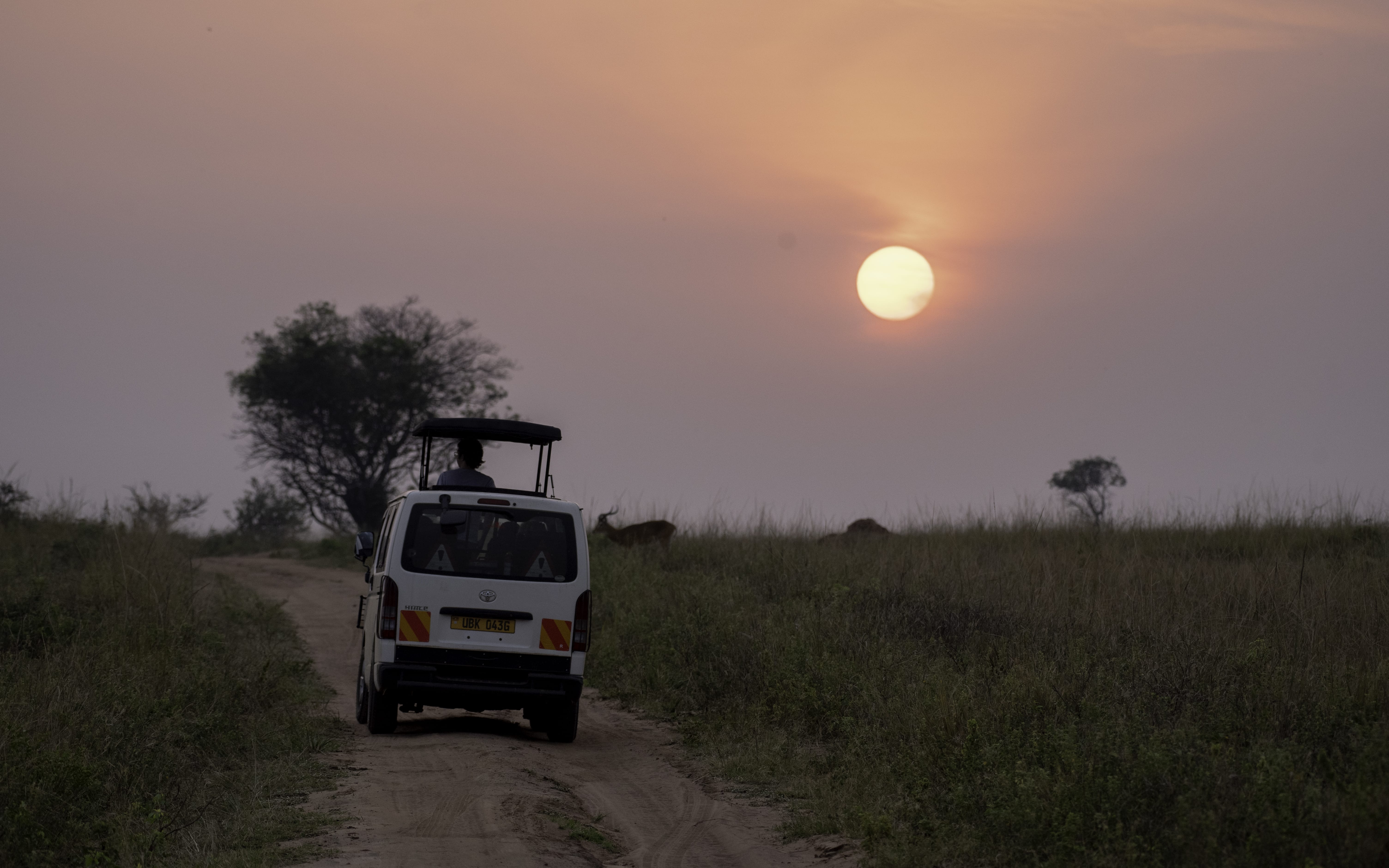 Game drive in the evening